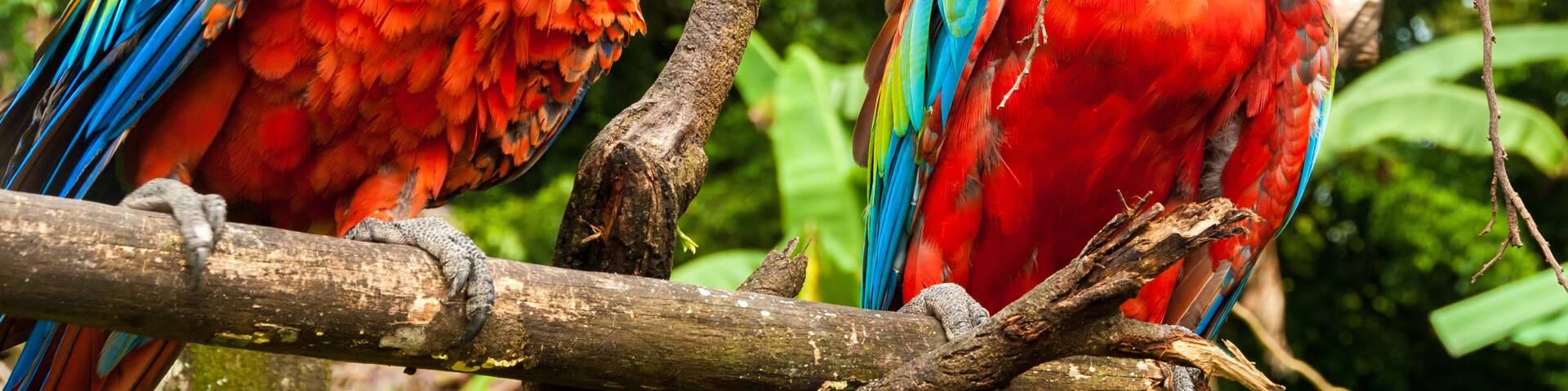 Ara Chloropterus, La Gran Sabana, Venezuela
