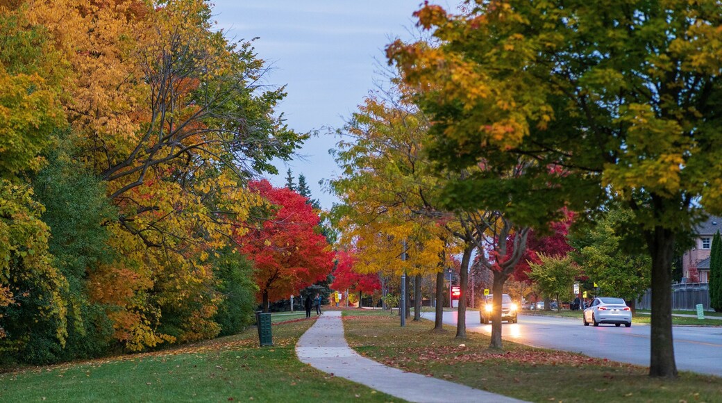 Closeup shot of cars driving in the park in Whitby, Canada