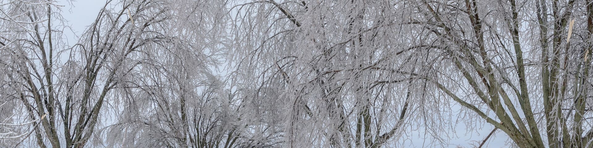 Frozen ice trees in winter. Lake Ontario, Whitby, Ontario, Canada.