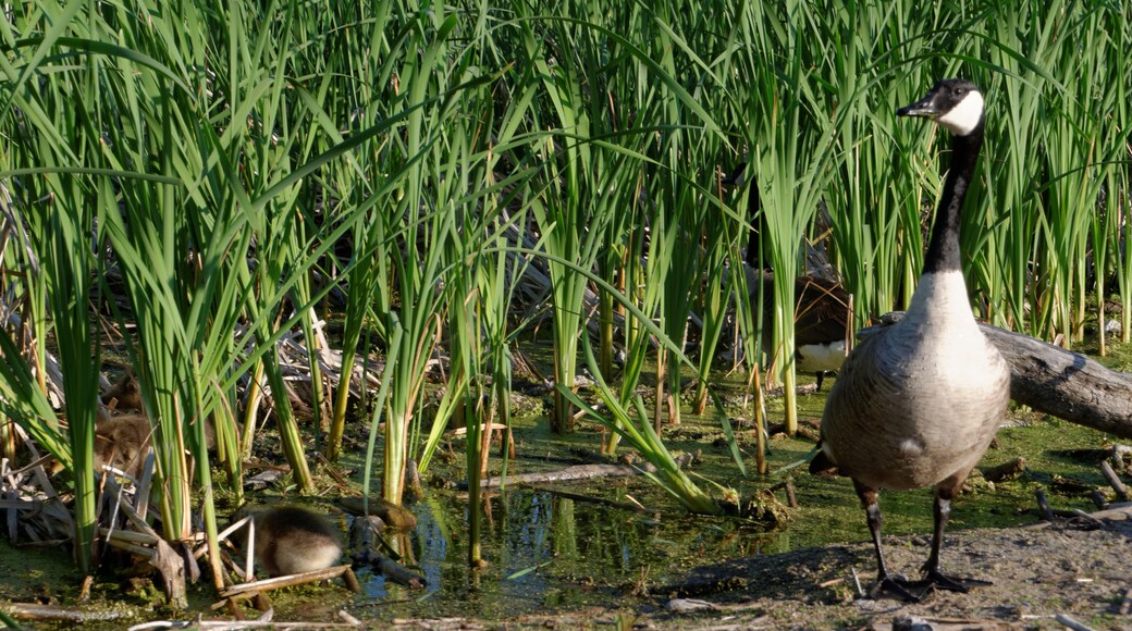 A Canada Goose mother guards her goslings as the feed amongst the reeds
