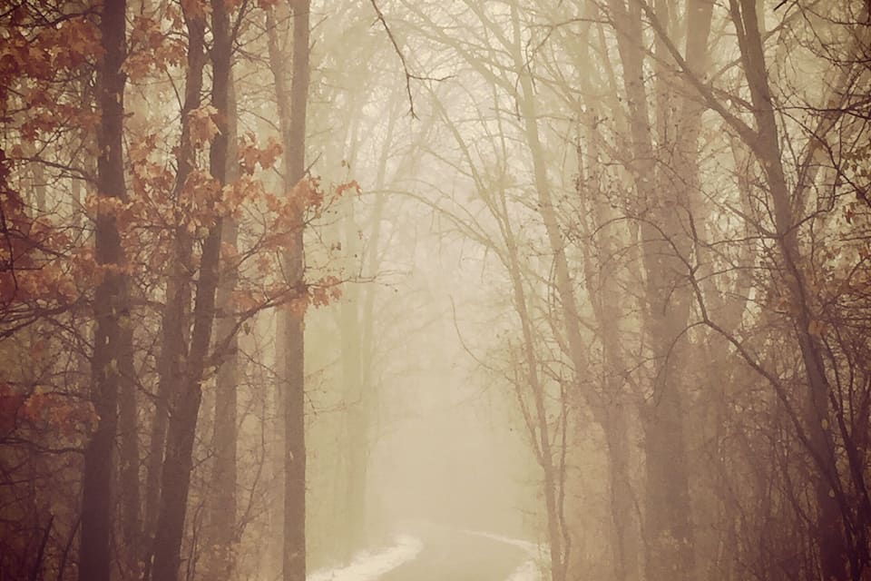 A forest path with trees on either side and a foggy atmosphere.