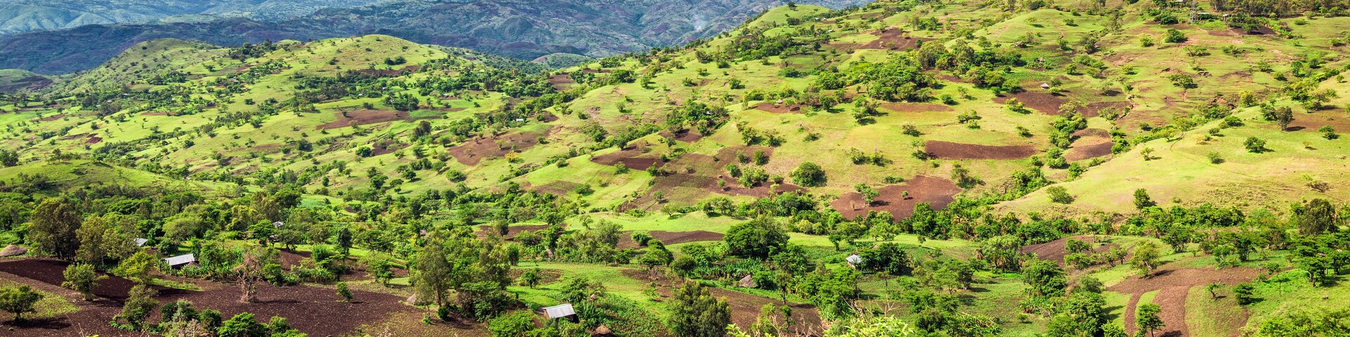 View of the Bonga forest reserve in southern Ethiopia