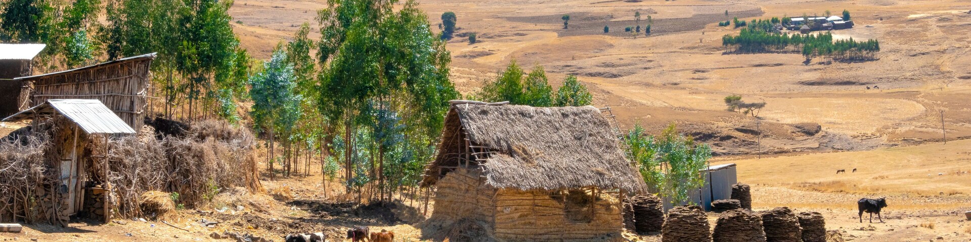 ETHIOPIA, traditional homestead surounded by harvested fileds between Addis Ababa and Bahar Dar