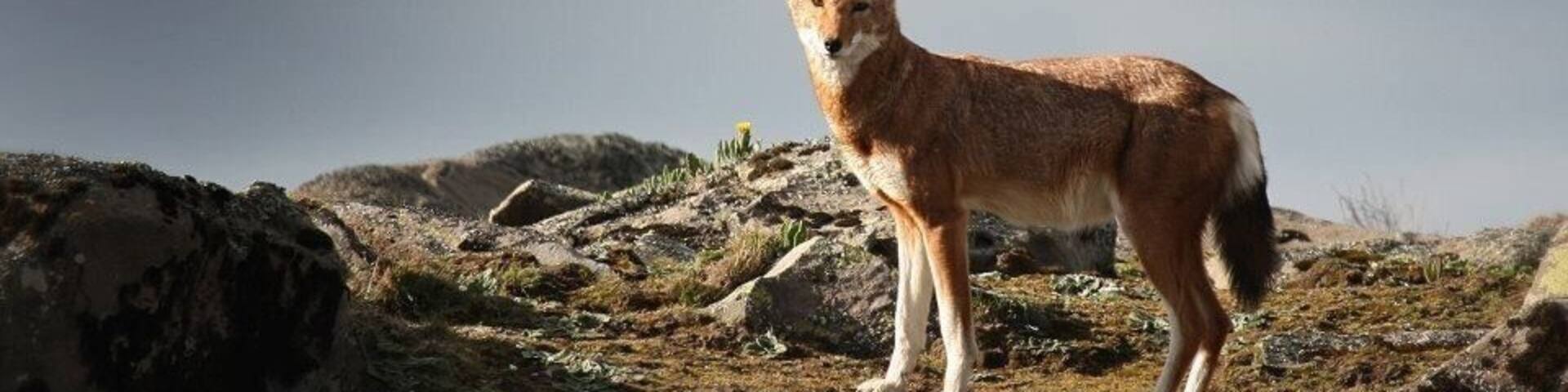 The rarest wolf in the world, Ethiopian Wolf, whose habitat is at 4200m. Stunning place.