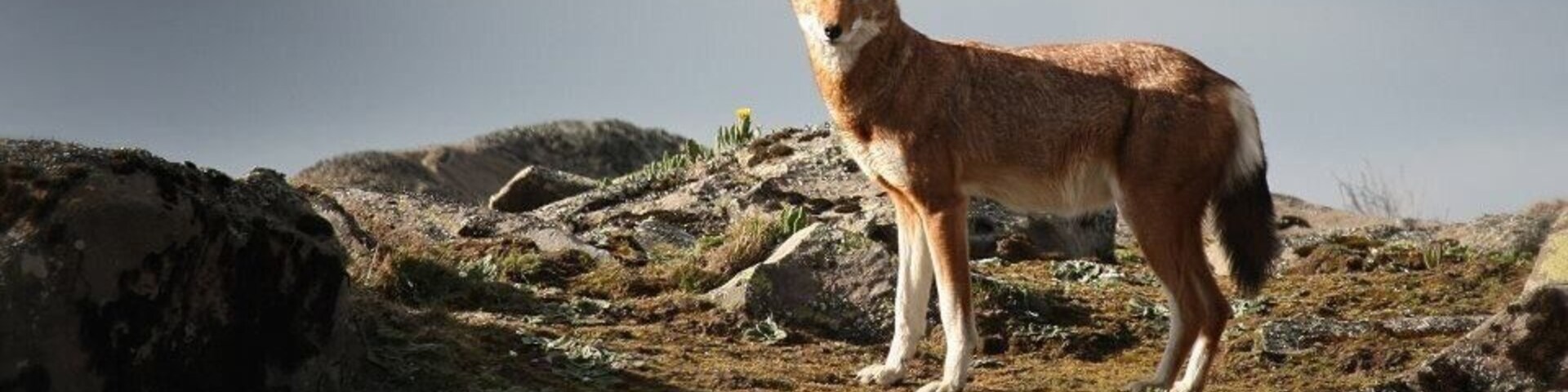 The rarest wolf in the world, Ethiopian Wolf, whose habitat is at 4200m. Stunning place.