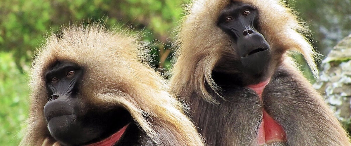 Its tricky to put into words just how fabulous a trek in Simien Mountains National Park really is. For those who have been, inevitable comparisons will be made to the Grand Canyon as vertical cliff scenery with 1000m drops are found everywhere.
Despite only being found in these highlands, you will soon lose count of the Gelada Baboons many of whom wander or perch within touching distance of you.
#LikeALocal