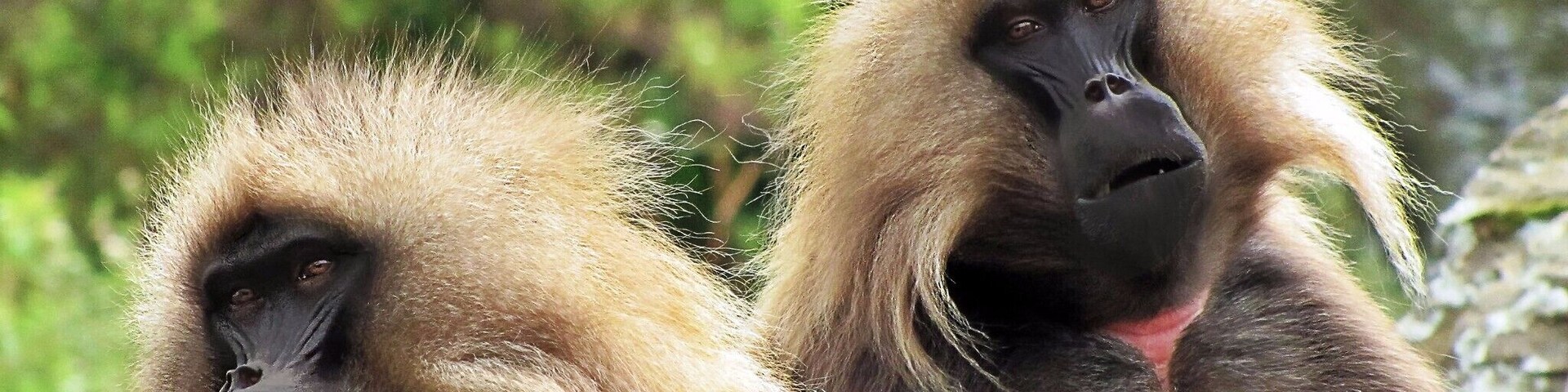 Its tricky to put into words just how fabulous a trek in Simien Mountains National Park really is. For those who have been, inevitable comparisons will be made to the Grand Canyon as vertical cliff scenery with 1000m drops are found everywhere.
Despite only being found in these highlands, you will soon lose count of the Gelada Baboons many of whom wander or perch within touching distance of you.
#LikeALocal