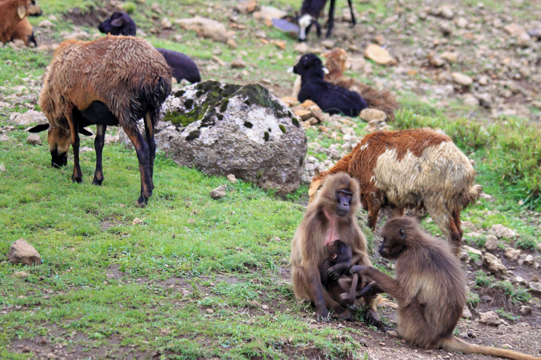 Sheep, cows, and gelada baboons were a pretty common sight throughout our trek of Semien Mountains. 

Geladas are the only primates that are primarily graminivores and grazers – grass blades make up to 90% of their diet. They eat both the blades and the seeds of grasses.