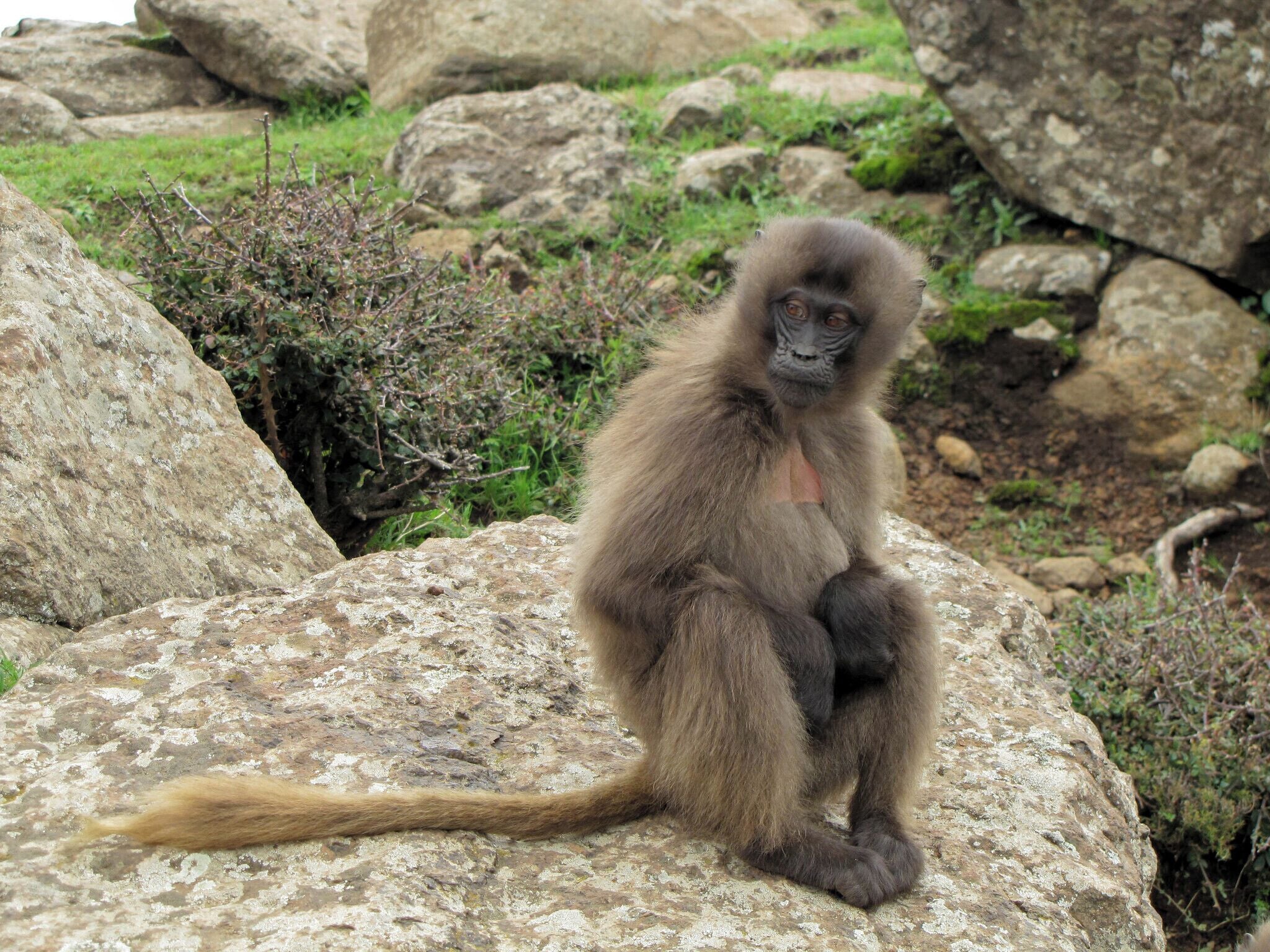 Gelada monkeys live only in the high mountain meadows of Ethiopia—an environment very unlike those of their forest- or savanna-dwelling primate relatives. 

These baboon-size animals are the world's most terrestrial primates—except for humans. As grass-eaters, they are the last surviving species of ancient grazing primates that were once numerous. Geladas spend most of their day sitting down, plucking and munching on grasses. They have fatty rear ends, much like human buttocks, which seem well adapted to this activity.