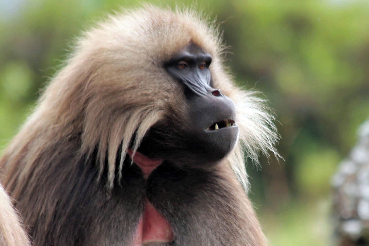 The Semien Mountains are home for some of Ethiopia’s endemic wildlife and birdlife species. There are lot of troops of Gelada Baboons with their scarlet bleeding heart on the chest and long fur on their body. 