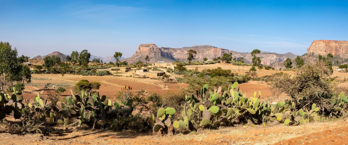 A desert landscape with cacti, scattered trees, and distant rocky mountains.