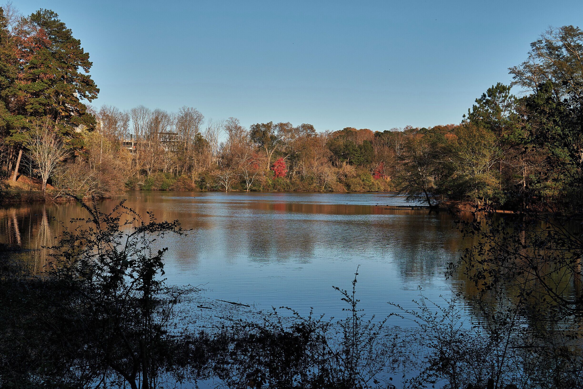 Looking across Candler Lake at Lullwater Park which is a pleasant area to walk around and which is adjacent to Emory University, Atlanta.  The picture is looking East and there's a hint of the VA hospital just behind the tree at the left hand side of the picture. The lake is also a habitat for wildlife including migrating birds and apparently there are fish to be caught as well.  