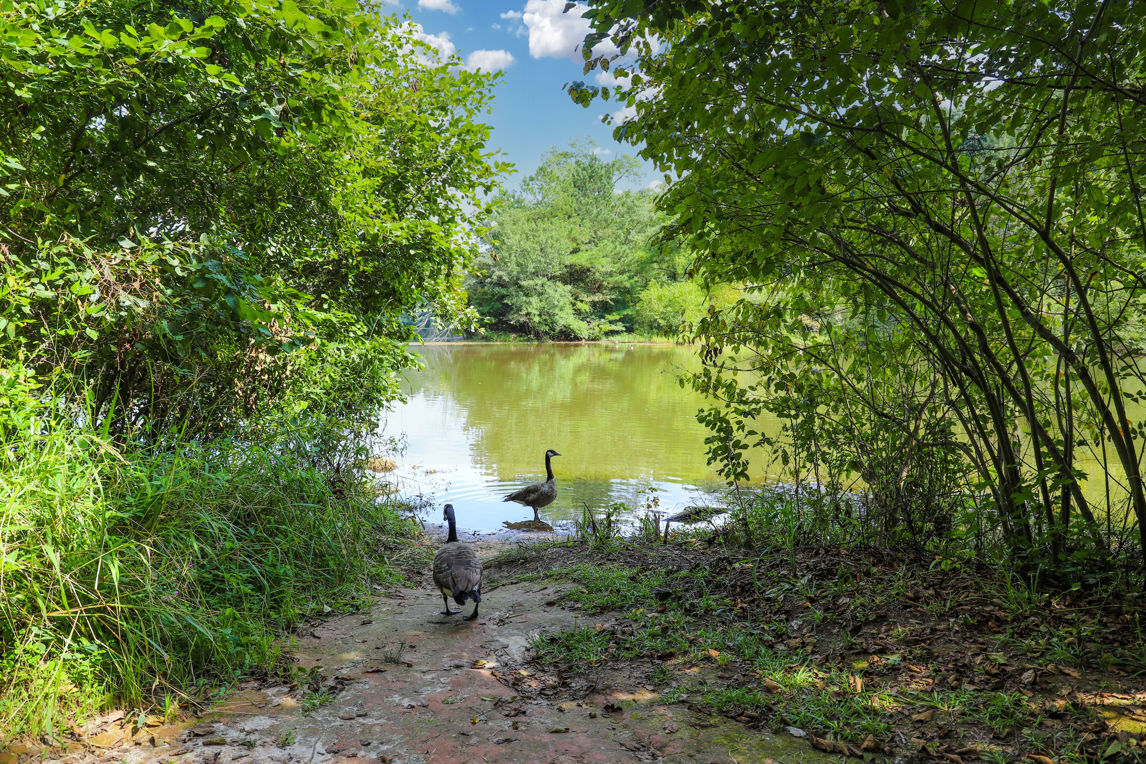 a shot of the silky green lake water of Candler Lake surrounded by lush green trees and Canadian geese on the banks of the lake with blue sky and clouds at Lullwater Preserve in Decatur Georgia