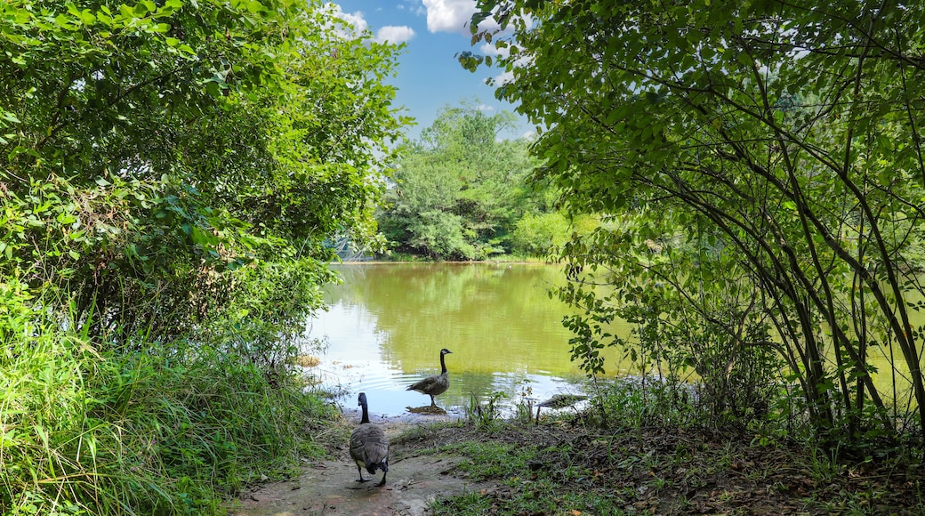 a shot of the silky green lake water of Candler Lake surrounded by lush green trees and Canadian geese on the banks of the lake with blue sky and clouds at Lullwater Preserve in Decatur Georgia