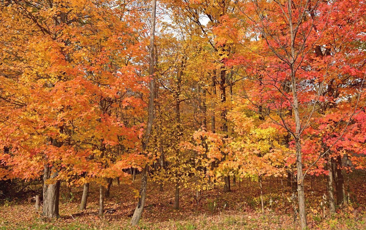 The Fall colors at Ryerson are simply amazing. If you have plenty of oak trees then you always have great colors in Fall. 