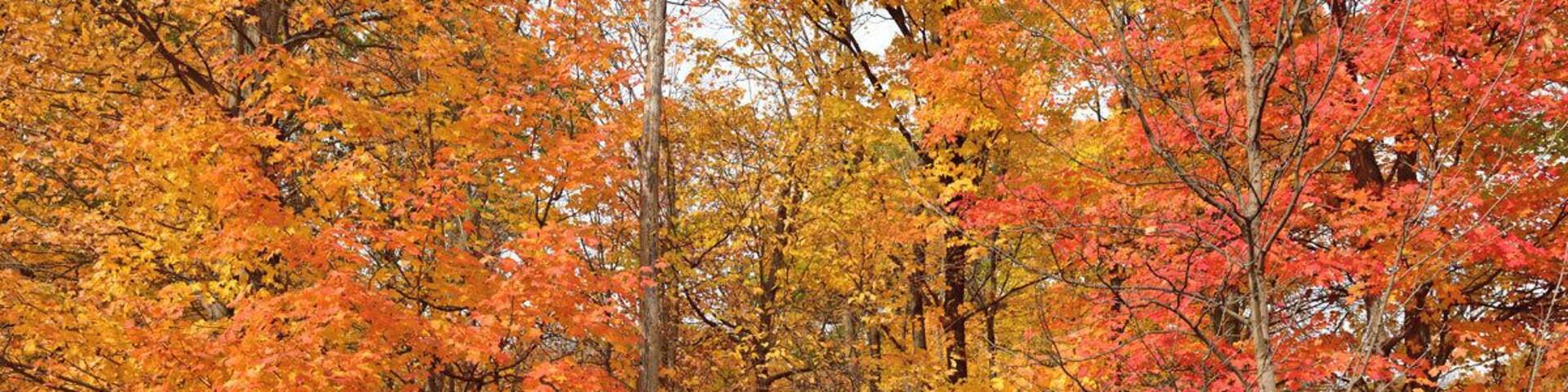 The Fall colors at Ryerson are simply amazing. If you have plenty of oak trees then you always have great colors in Fall.