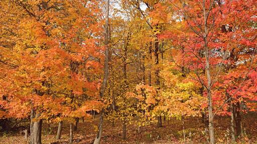 The Fall colors at Ryerson are simply amazing. If you have plenty of oak trees then you always have great colors in Fall.