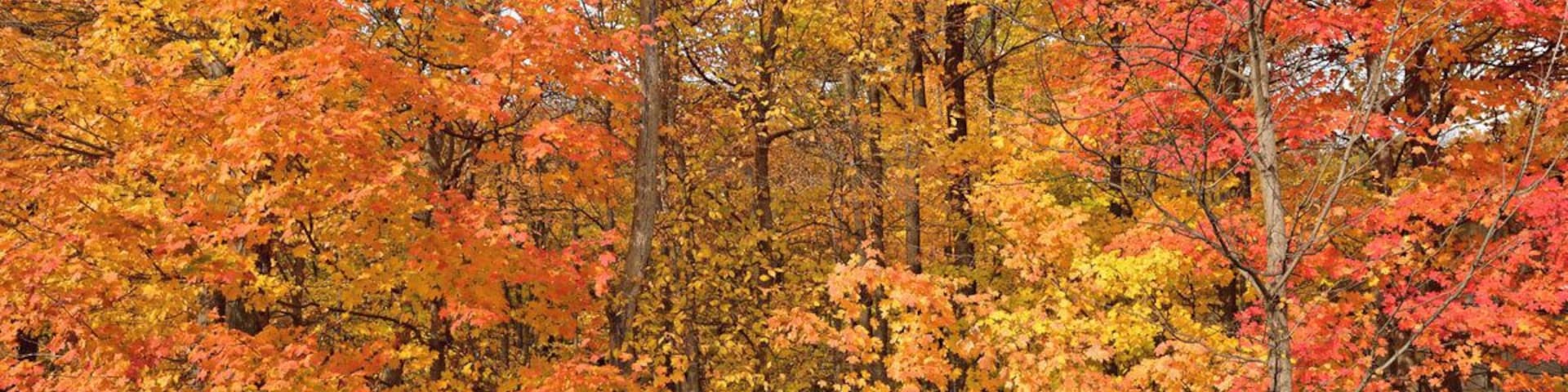 The Fall colors at Ryerson are simply amazing. If you have plenty of oak trees then you always have great colors in Fall.