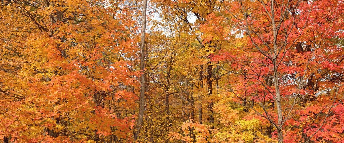 The Fall colors at Ryerson are simply amazing. If you have plenty of oak trees then you always have great colors in Fall.