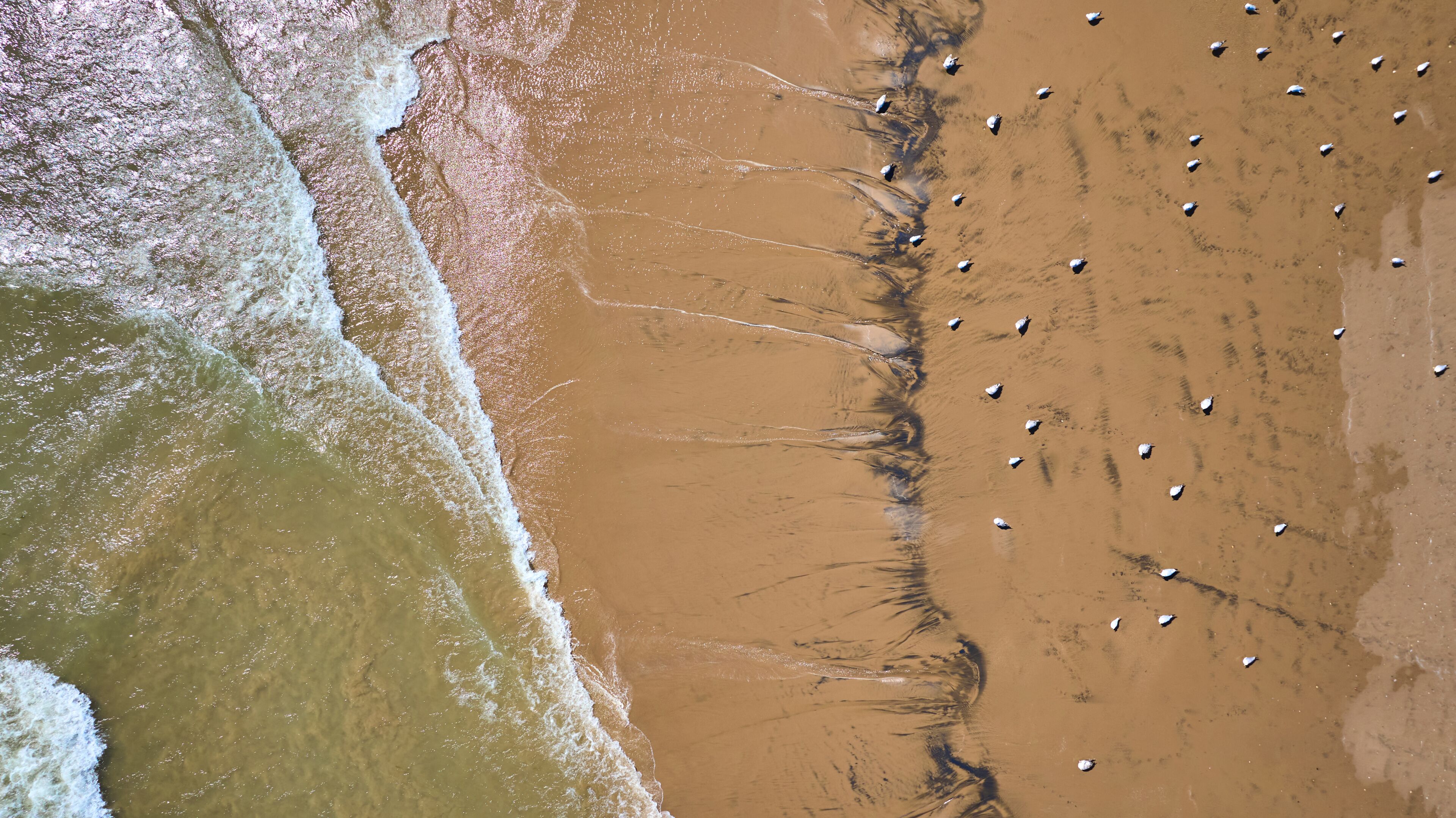Aerial View of Seagulls on Serene Lake Michigan Shore