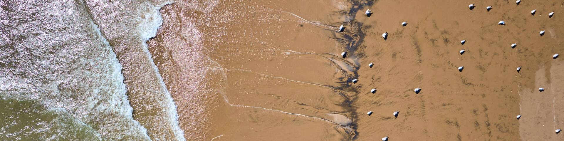 Aerial View of Seagulls on Serene Lake Michigan Shore