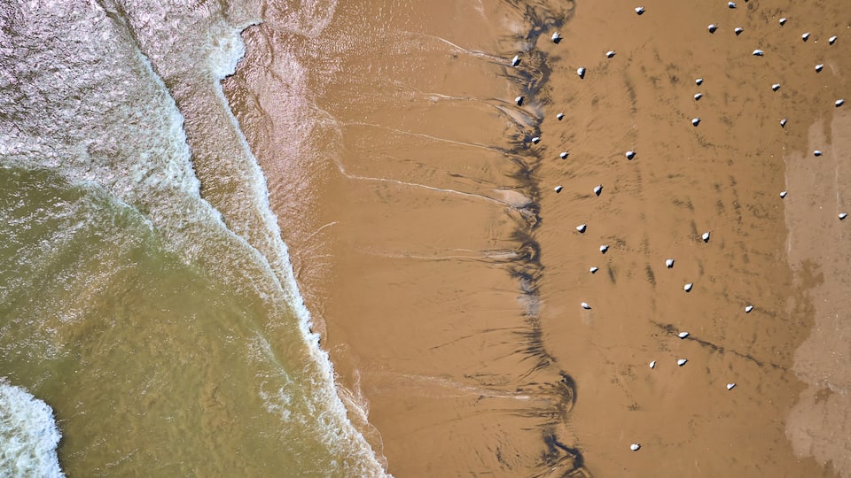A sandy beach with waves and a flock of birds.