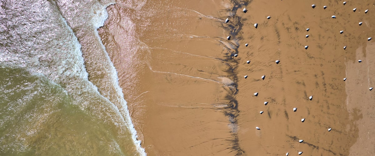 A sandy beach with waves and a flock of birds.