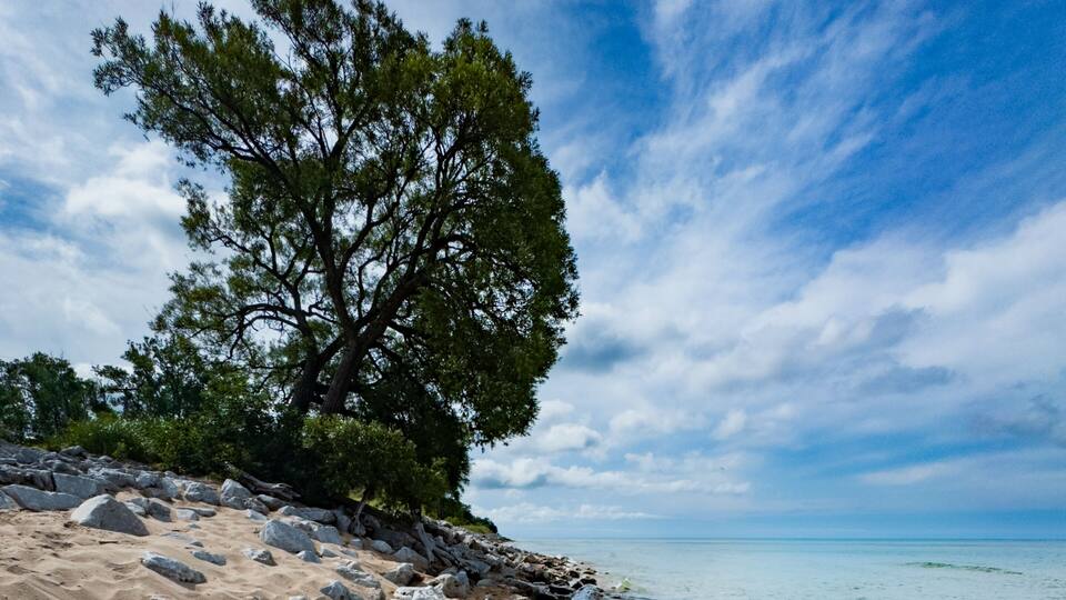 A sandy beach with scattered rocks and a large tree.