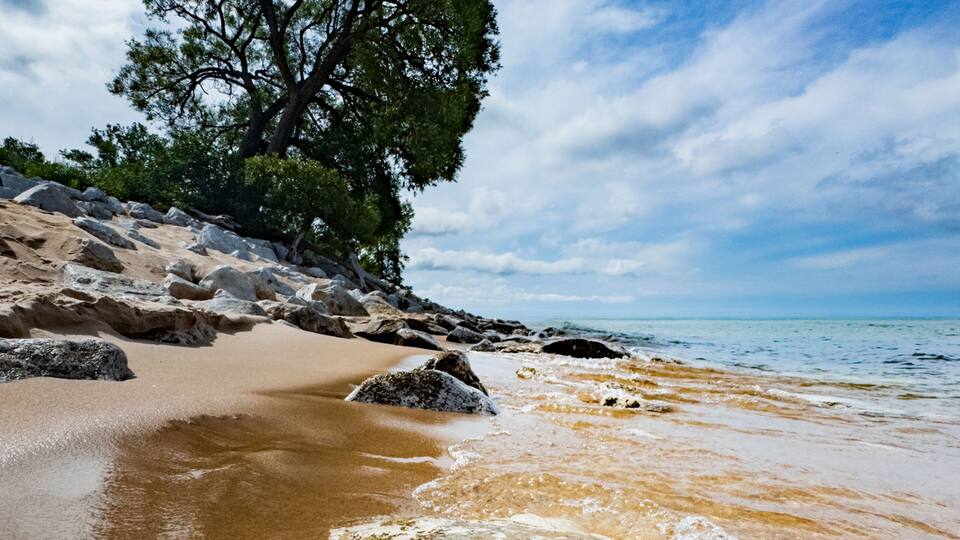 A beach with clear water, rocks, and a large tree.