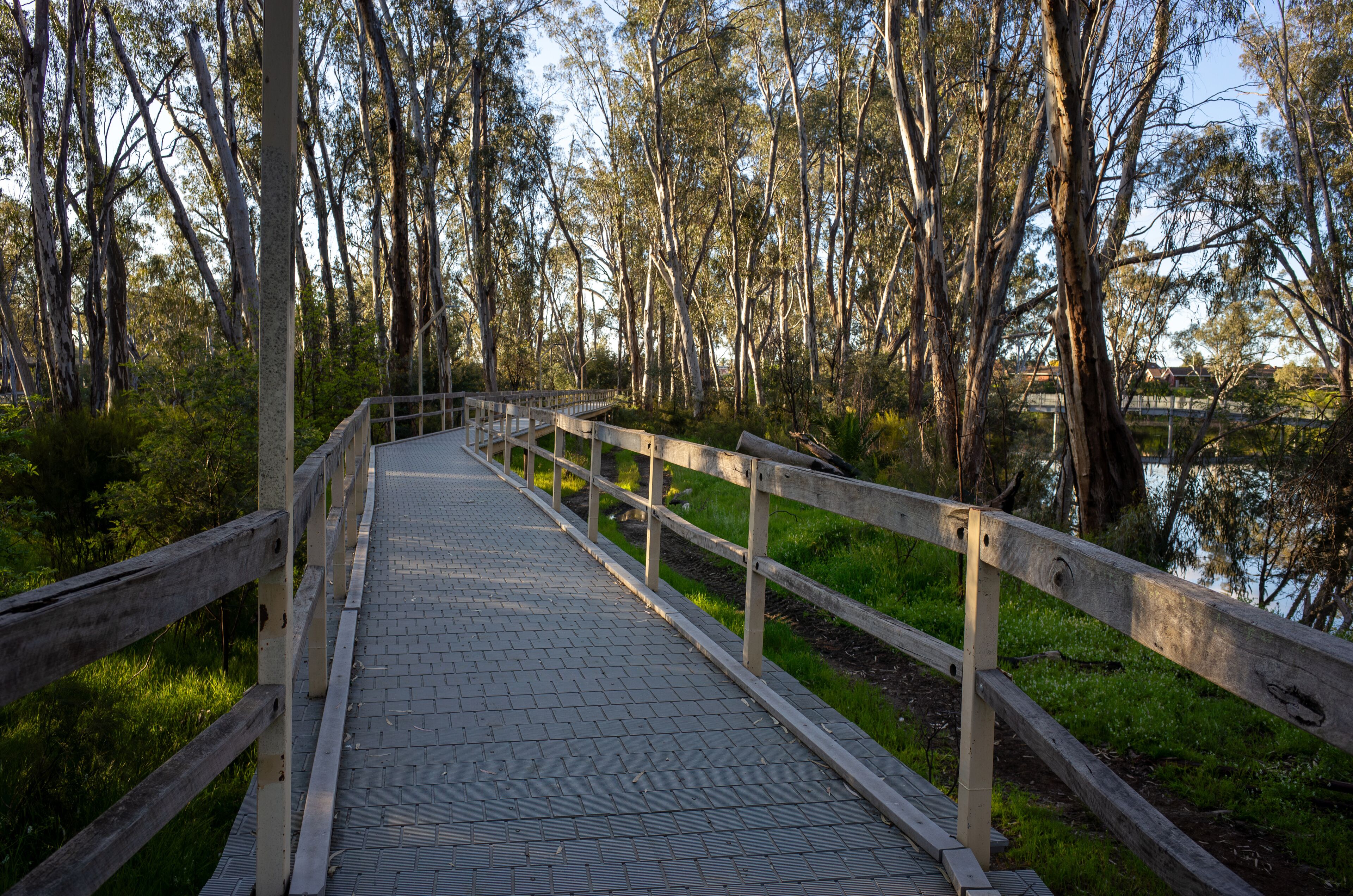 A wooden boardwalk winds through a grove of eucalyptus trees at Horseshoe Bend Lagoon, inviting a peaceful walk along its path. It is a public recreational amenity in the park at Moama, NSW, Australia
