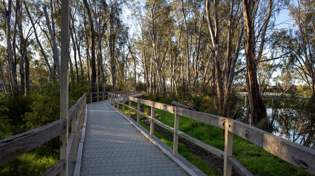 A wooden boardwalk winds through a grove of eucalyptus trees at Horseshoe Bend Lagoon, inviting a peaceful walk along its path. It is a public recreational amenity in the park at Moama, NSW, Australia