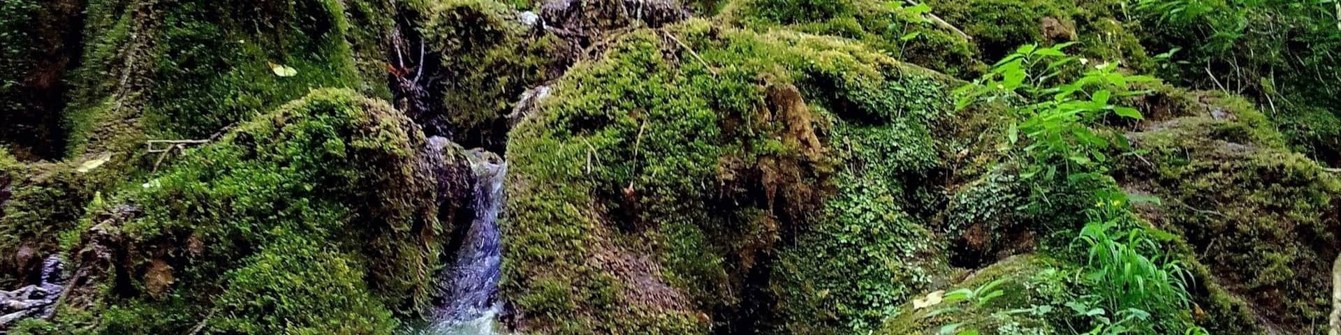 Lovely greenery at this secluded area.
Photo taken on my way to famous Serbian monastery Suvodol near Knjazevac,30 km from my hometown.
#Serbia
#nature photo contest