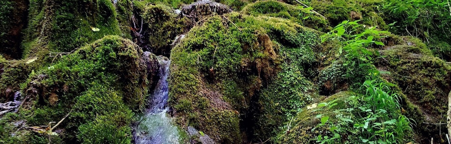 Lovely greenery at this secluded area.
Photo taken on my way to famous Serbian monastery Suvodol near Knjazevac,30 km from my hometown.
#Serbia
#nature photo contest