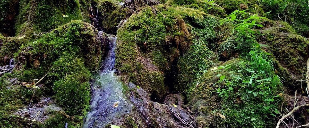 A moss-covered waterfall in a dense forest.