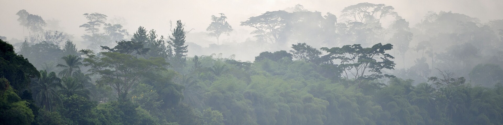 Sangha River. Morning fog on the African river Sangha. Congo.