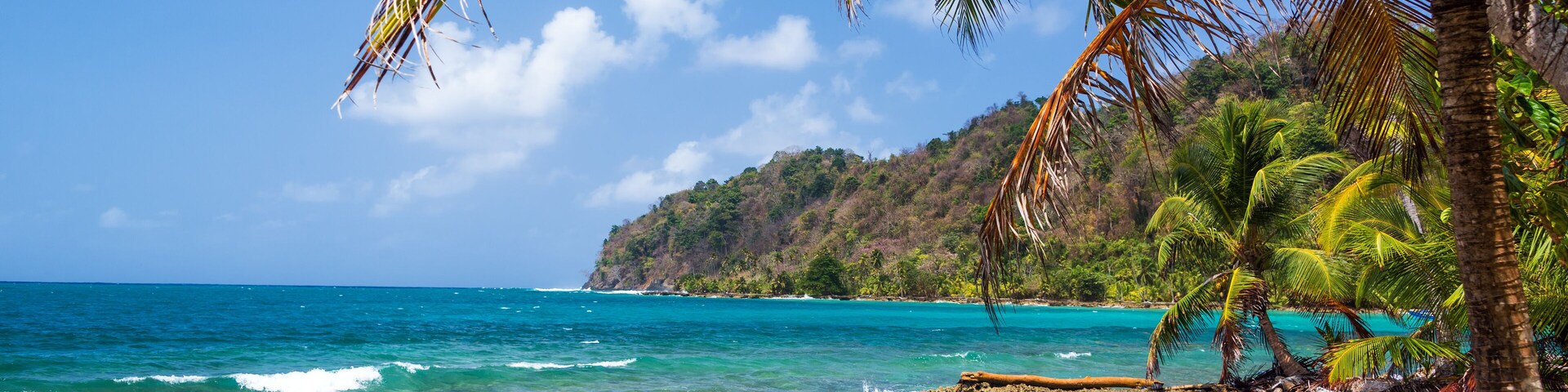 Palm Tree and Caribbean Sea