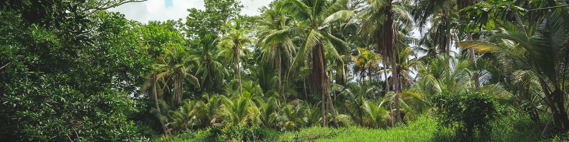 A beautiful calm River Landscape with green Palm Trees reflecting in the Water on a sunny Summer day in the Tropical Jungle Garden near Portobelo, Panama.