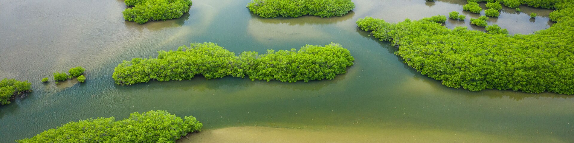 Senegal Mangroves. Aerial view of mangrove forest in the Saloum Delta National Park, Joal Fadiout, Senegal. Photo made by drone from above. Africa Natural Landscape.