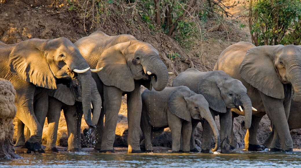 Lower Zambezi National Park