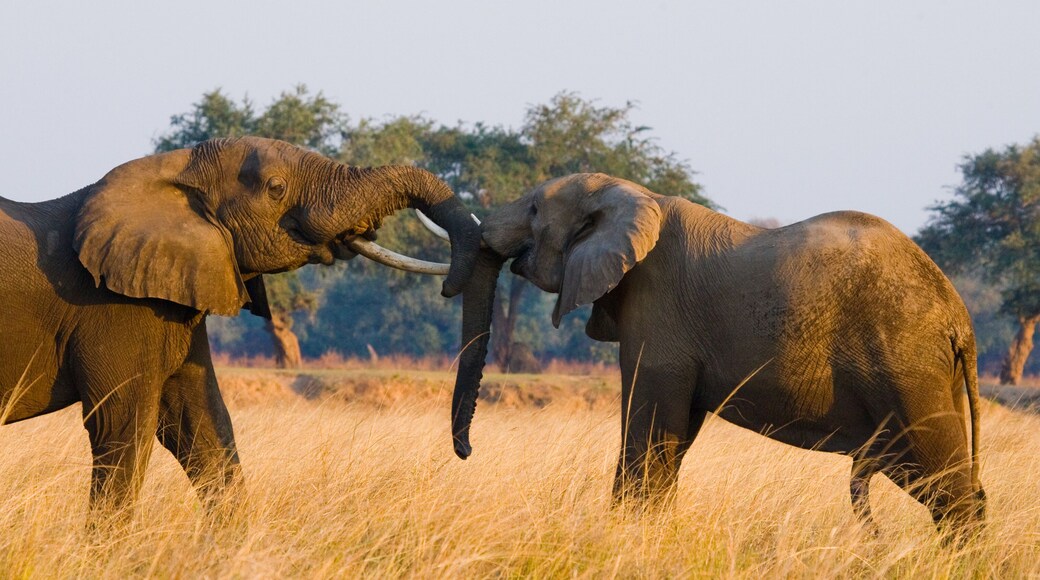 Lower Zambezi National Park