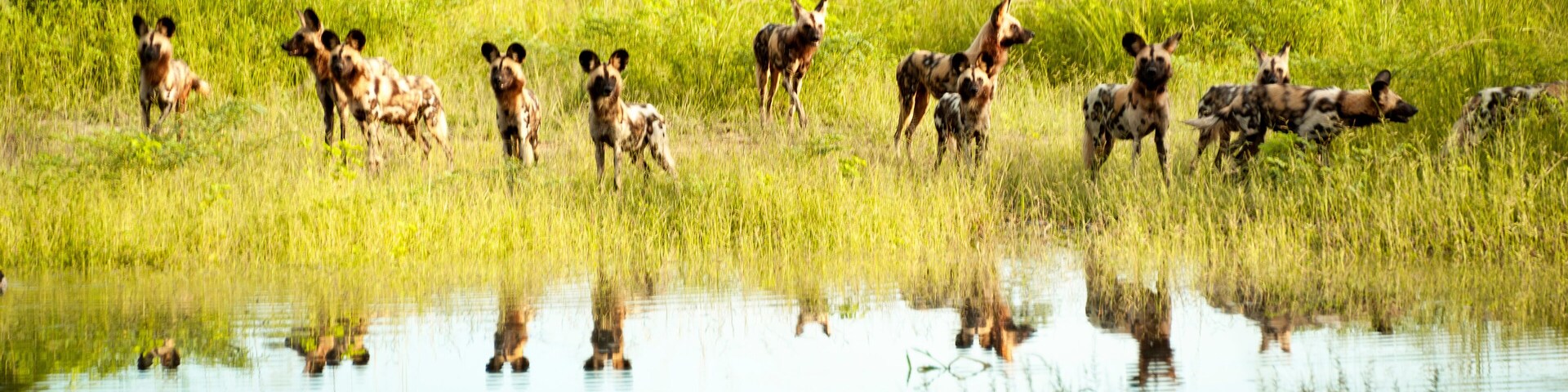 Reflection of a pack of hunting Wild dogs in Zambia.
