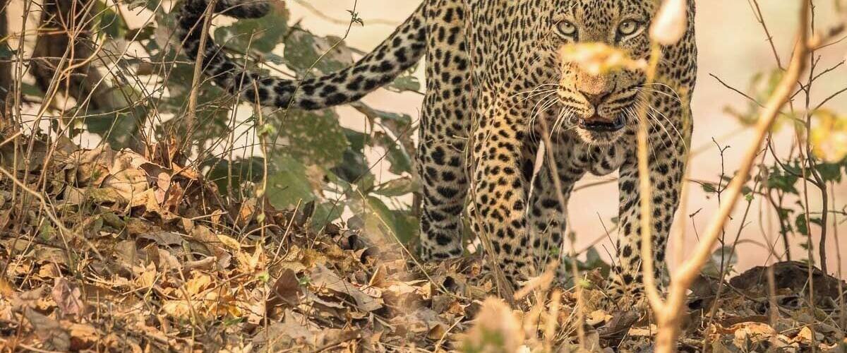 Sambia's South Luangwa is the perfect national park to go on a self-drive safari. Elephant, lions, hippos, giraffe, hyaena and wild dogs can be spotted as well as hundreds of antelope.
And it is one of the best parks in Africa to spend time with the elusive leopard.
The South Luangwa is truly one of the last wild areas of southern Africa.
#wildlife #NationalPark