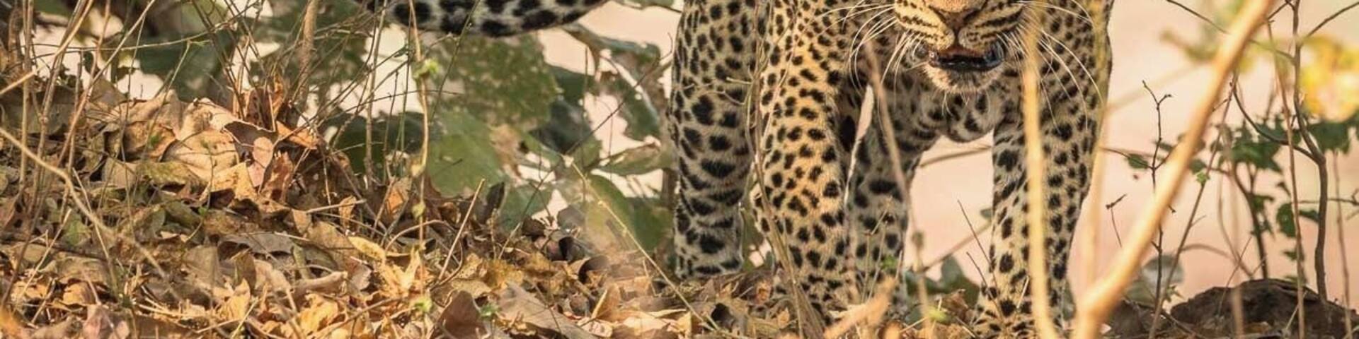 Sambia's South Luangwa is the perfect national park to go on a self-drive safari. Elephant, lions, hippos, giraffe, hyaena and wild dogs can be spotted as well as hundreds of antelope.
And it is one of the best parks in Africa to spend time with the elusive leopard.
The South Luangwa is truly one of the last wild areas of southern Africa.
#wildlife #NationalPark