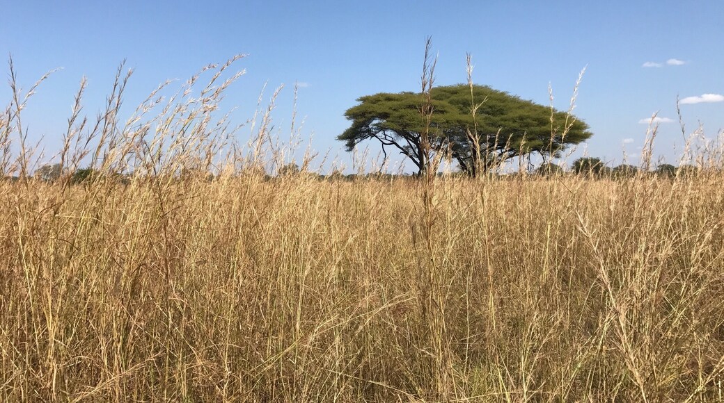 Amazing trees and landscapes to complement the amazing animals.