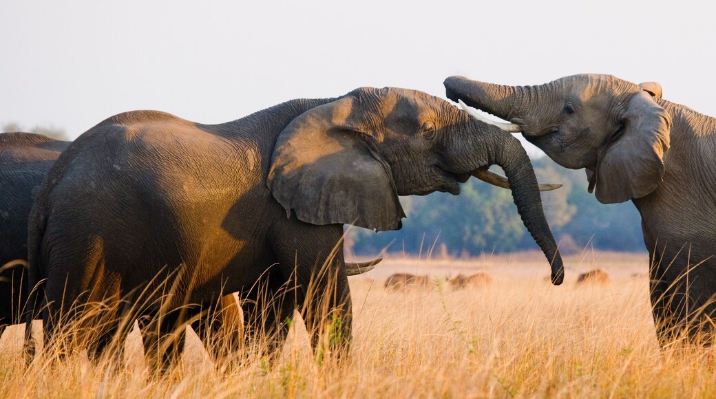 Lower Zambezi National Park
