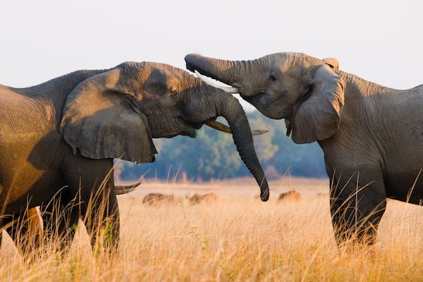 Two elephants playing with each other. Zambia. Lower Zambezi National Park. Zambezi River.