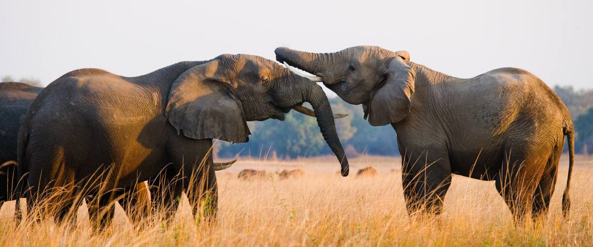 Two elephants in a grassy field with trees in the background.