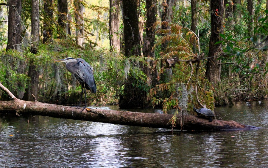 Great Blue Heron Perched Atop Fallen Branch in a Swamp w a Turtle