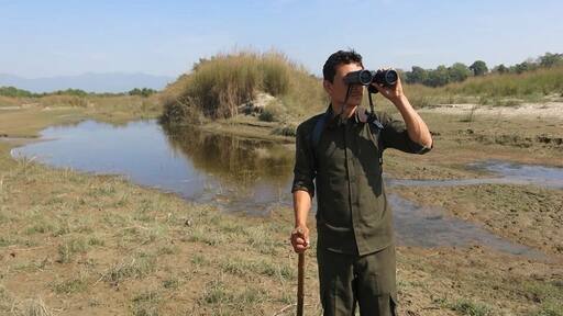 Walking safaris in Bardia National Park are such an exhilarating way to see the local wildlife. You'll walk beside elephant and tiger footprints, bird watch with binoculars and spy on rhinos bathing while hidden in the forest! While it's tougher to get to than Chitwan, Bardia is worth every sleepless hour on the bus!