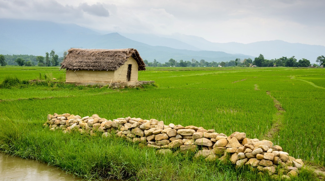 Small house surrounded by rice paddy fields in Deukhuri valley, Nepal
